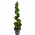Buis Artificiel Spirale Élégance 130 cm | Belle Verdure