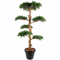 Bonsaï Podocarpus Artificiel Deluxe 180 cm | Belle Verdure
