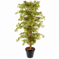 Aralia Artificiel Zen 180 cm | Belle Verdure