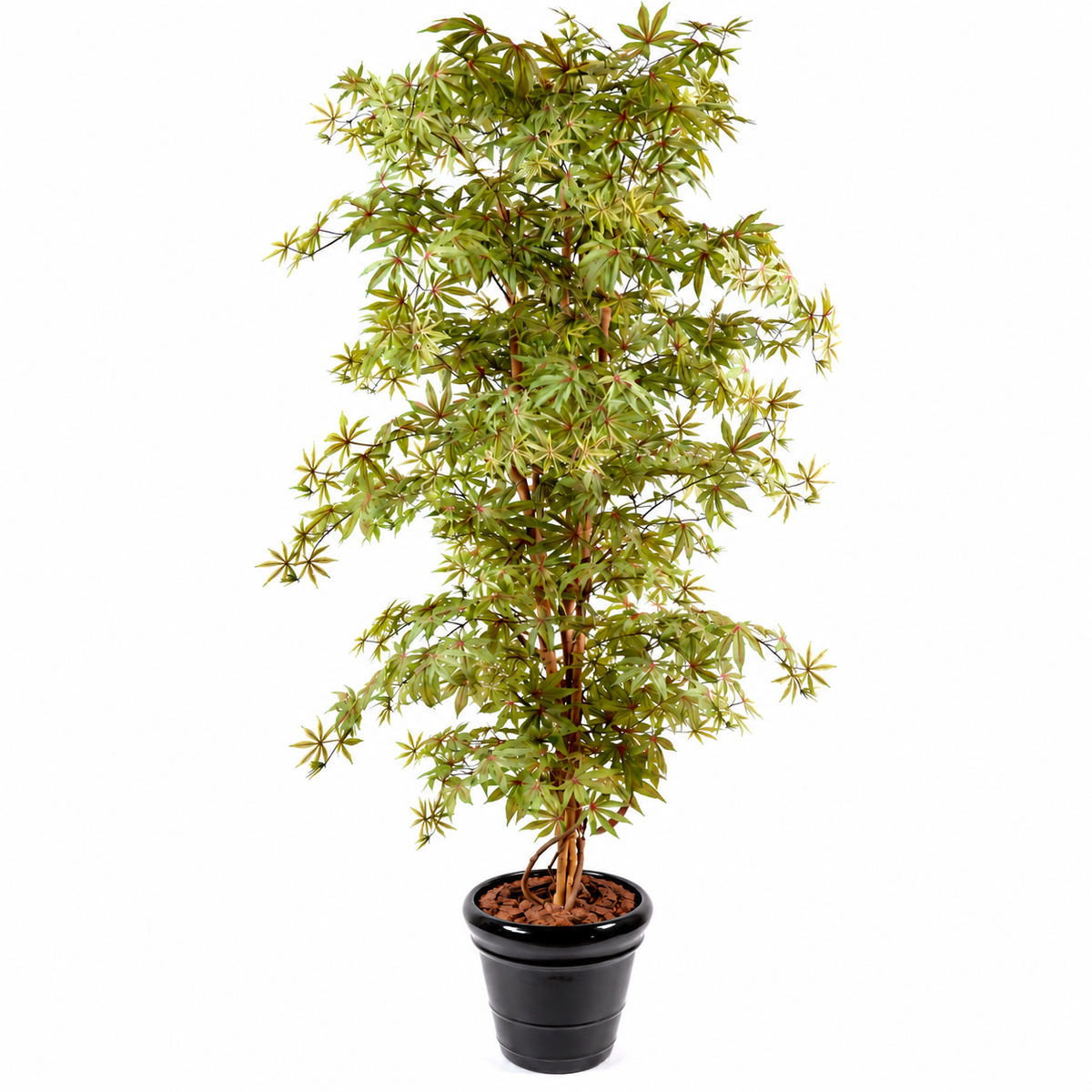 Aralia Artificiel Zen 180 cm | Belle Verdure