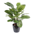 Plante Artificielle Calathea Roseopicta 70 cm | Belle Verdure