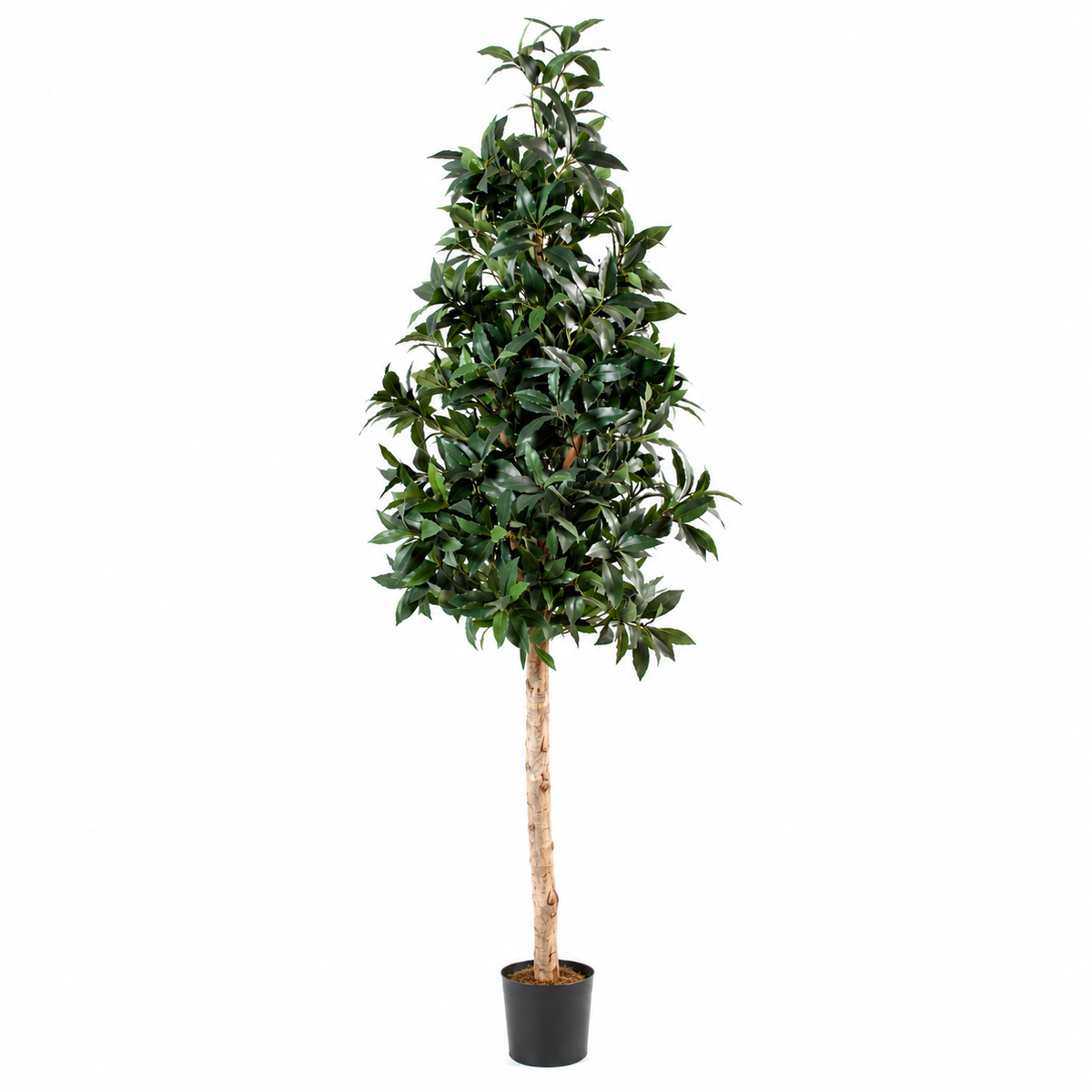 Laurier Artificiel Signature 210 cm | Belle Verdure