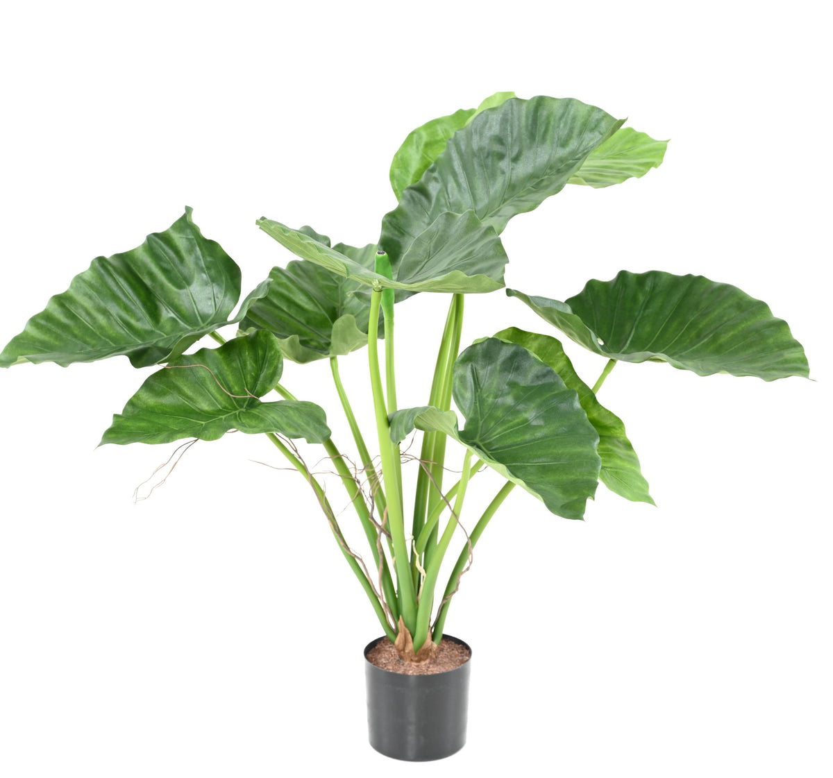 Alocasia Calidora Artificiel 65 cm | Belle Verdure