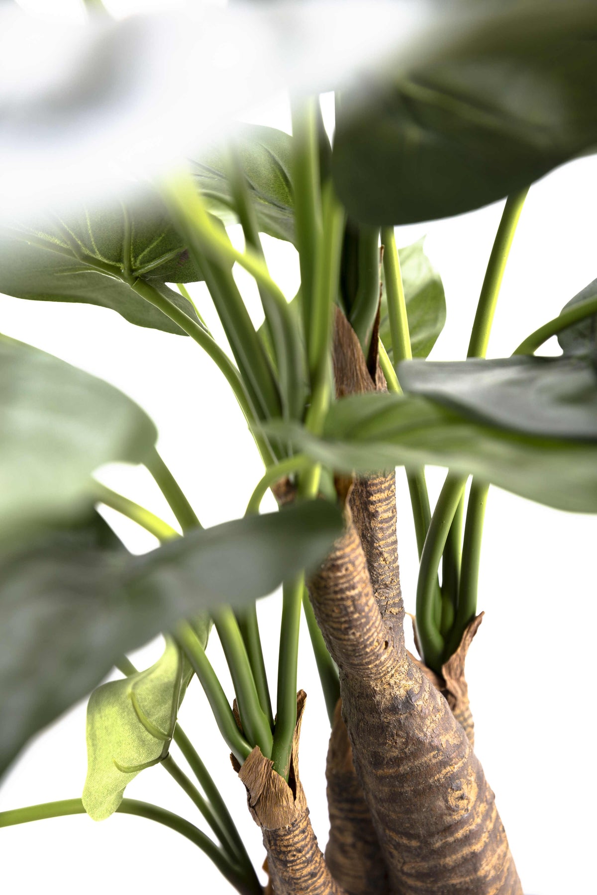 Plante Tropicale Artificiel Alocasia Cucullata 50 cm | Belle Verdure
