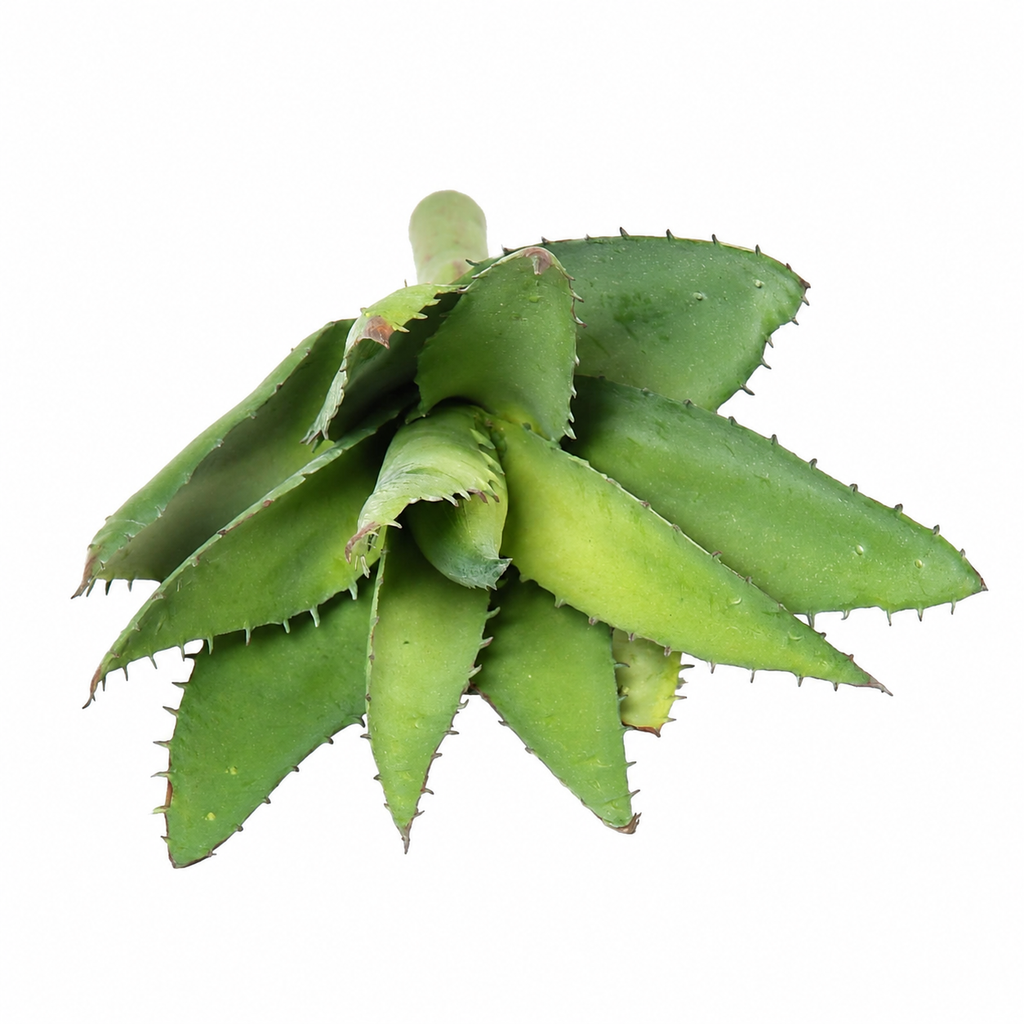 Plante artificielle Aloe Vera Vert 26 cm | Belle Verdure