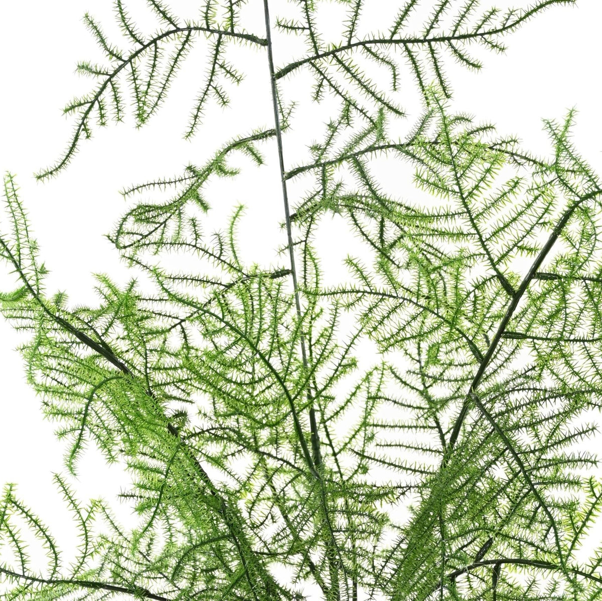 Plante Artificielle Asparagus 50 cm Anti-UV | Belle Verdure