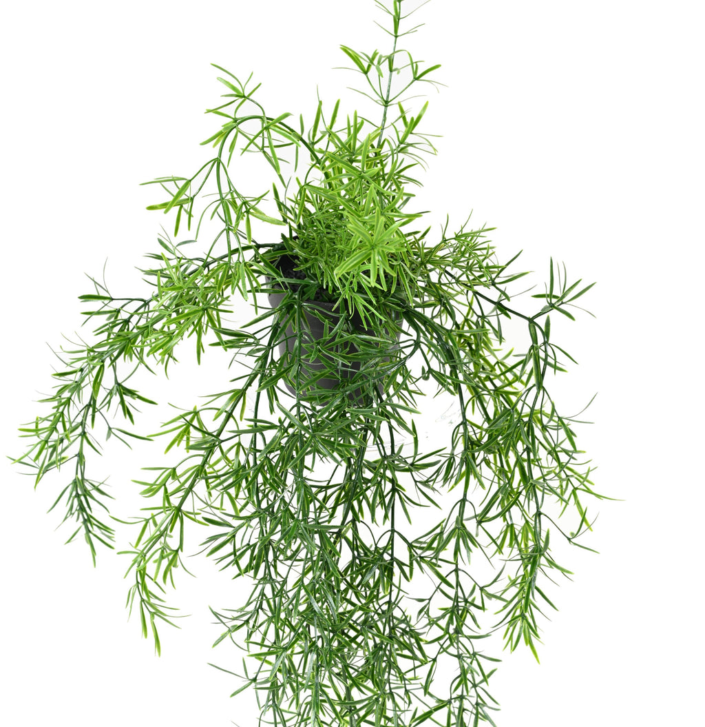 Plante Artificiel Asparagus tombante 55 cm | Belle Verdure