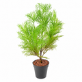 Plante Artificielle Asparagus sans pot 62cm | Belle Verdure