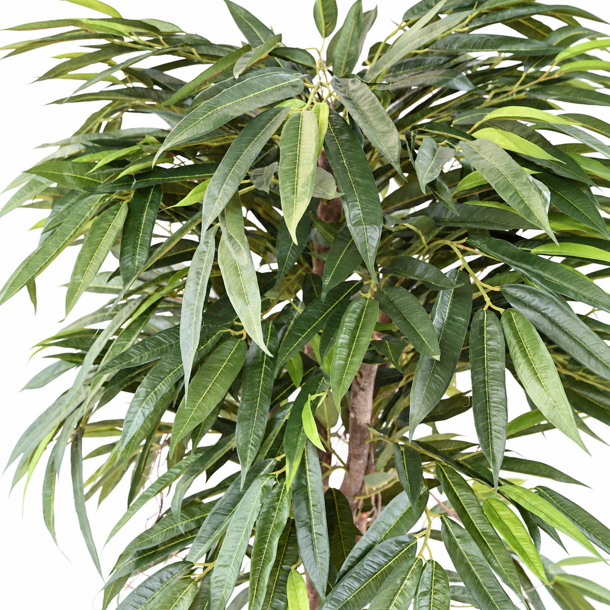 Ficus Artificiel Longifolia 160 cm | Belle Verdure