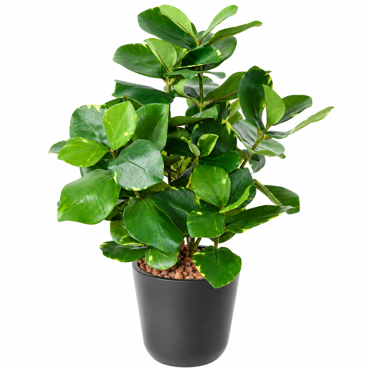 Plante Artificielle Clusia 45 cm | Belle Verdure