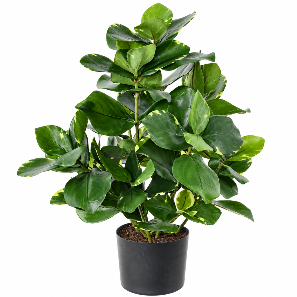Plante Artificielle Clusia 45 cm | Belle Verdure