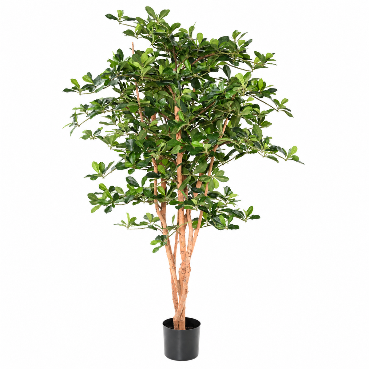 Ficus Artificiel Black Olive 155 cm | Belle Verdure