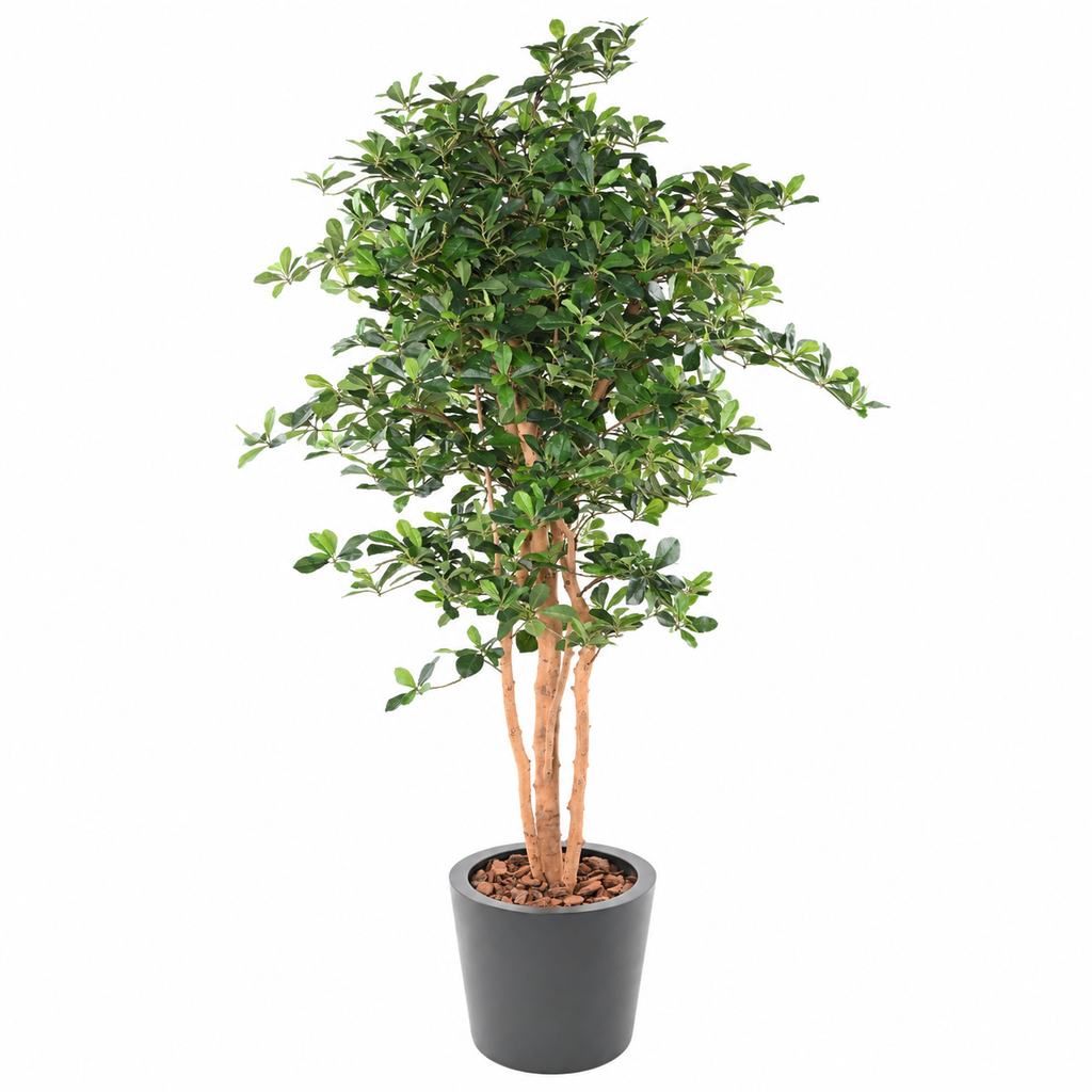 Ficus Artificiel Black Olive 178 cm | Belle Verdure