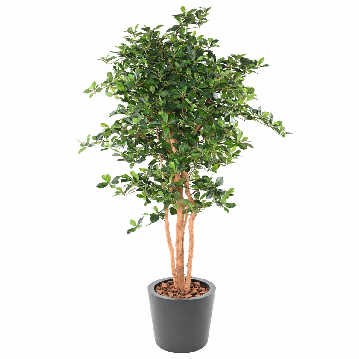 Ficus Artificiel Black Olive 178 cm | Belle Verdure