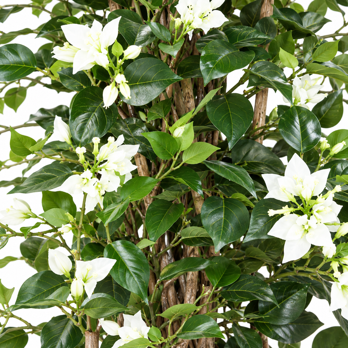 Bougainvillier Artificiel Lianes Blanc 180 cm | Belle Verdure