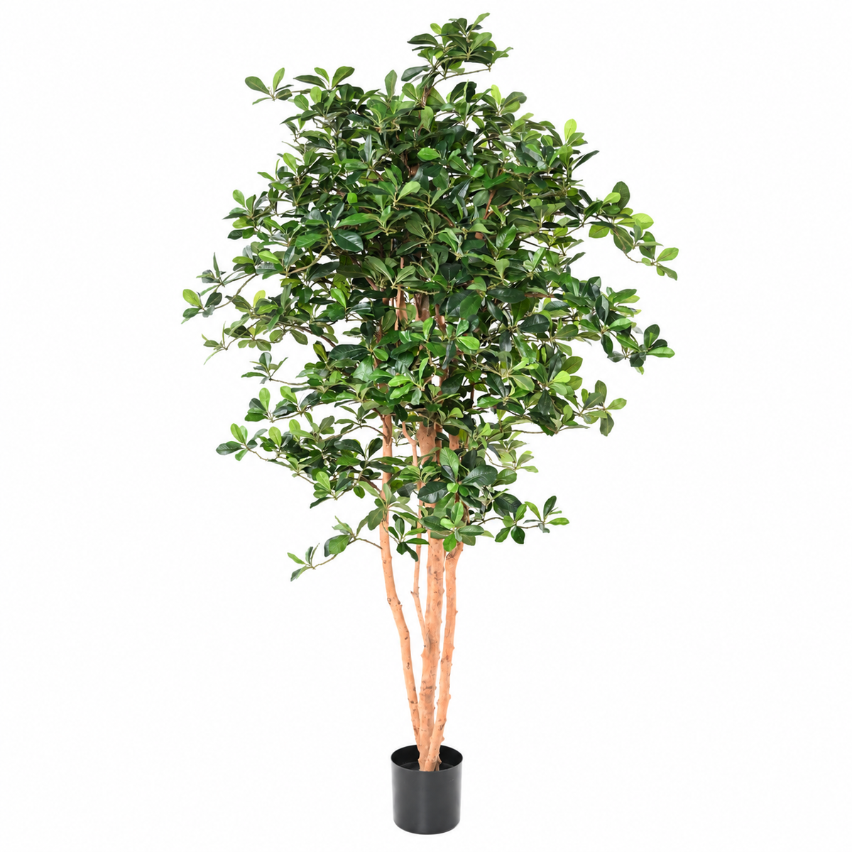Ficus Artificiel Black Olive 178 cm | Belle Verdure