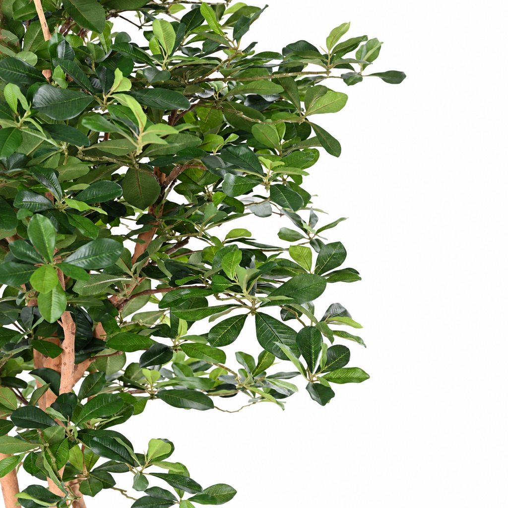 Ficus Artificiel Black Olive 155 cm | Belle Verdure
