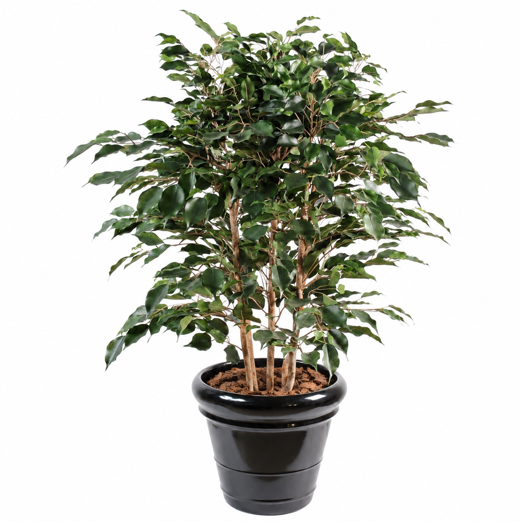 Ficus Artificiel Exotica Buisson 80 cm | Belle Verdure