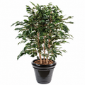 Ficus Artificiel Exotica Buisson 80 cm | Belle Verdure