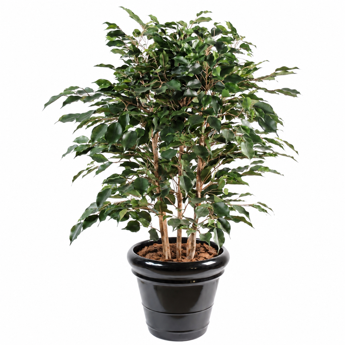 Ficus Artificiel Exotica Buisson 80 cm | Belle Verdure