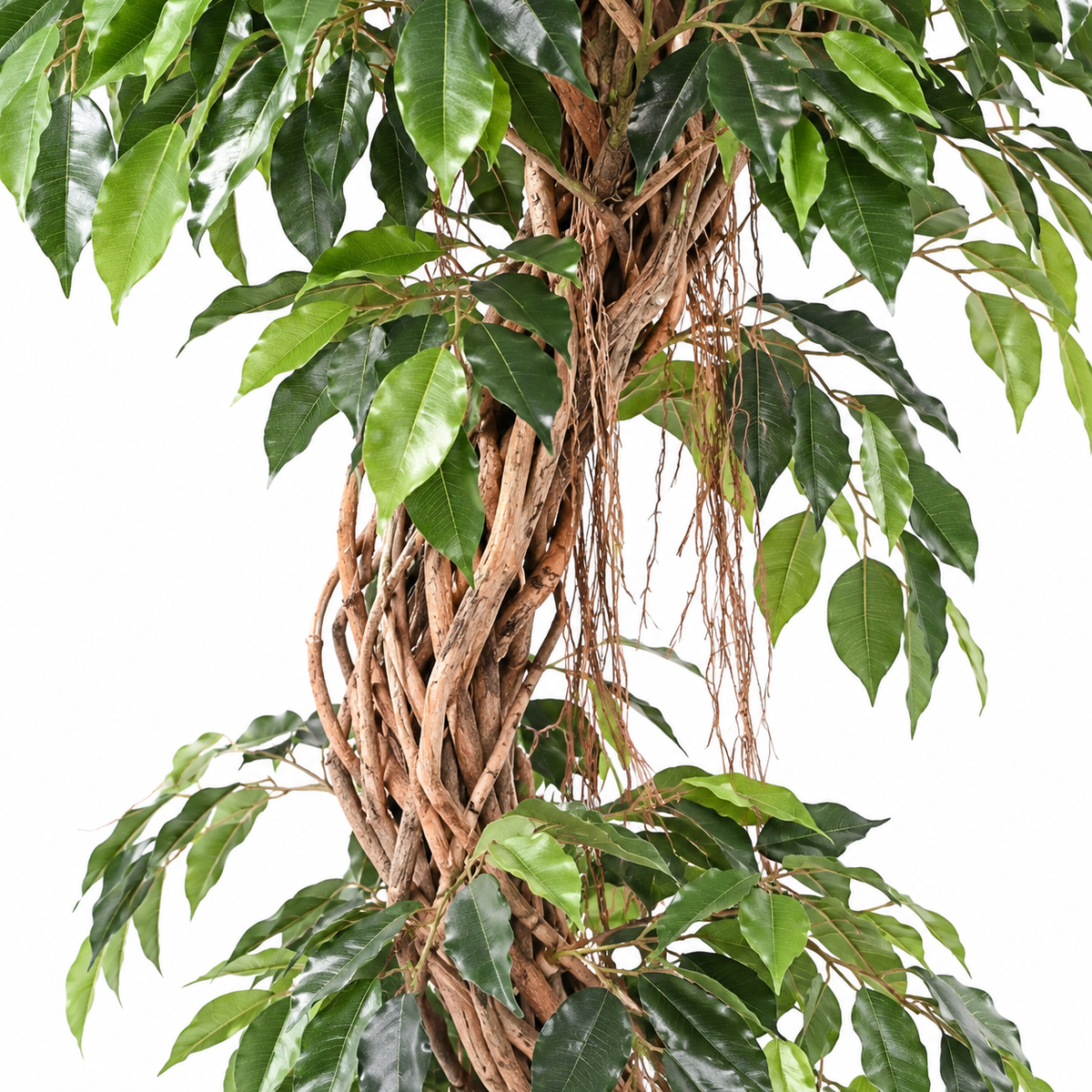 Ficus Artificiel Signature 180 cm | Belle Verdure