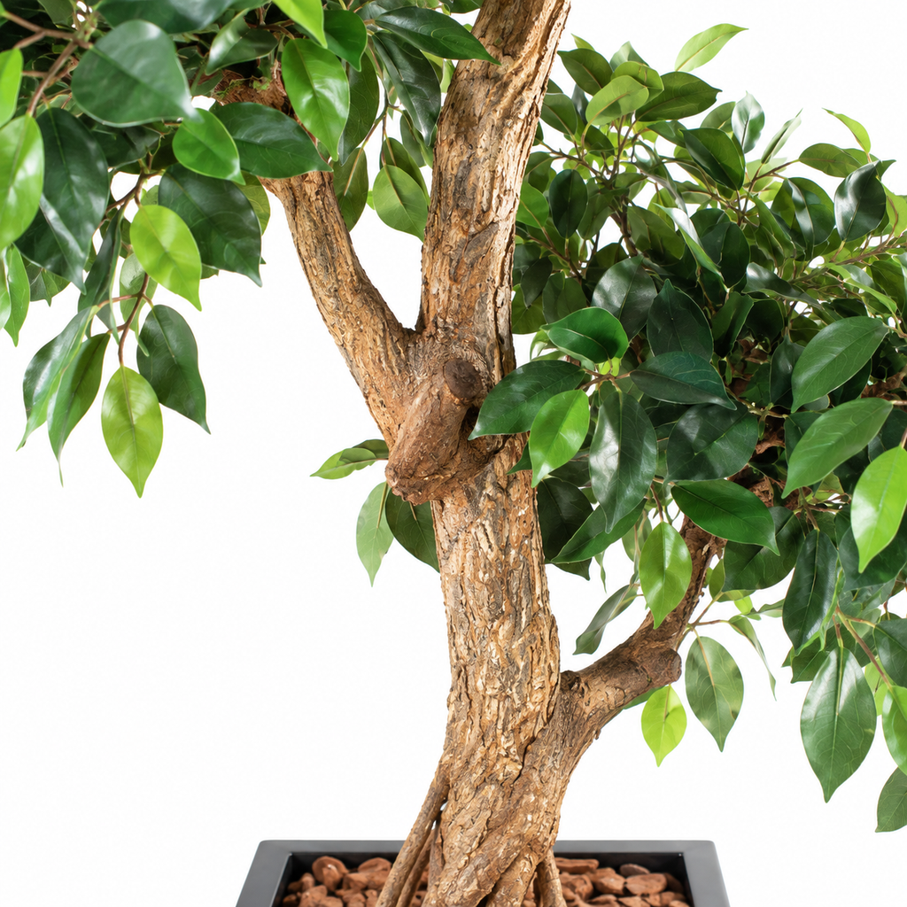 Ficus Artificiel Retusa Crazy 150 cm | Belle Verdure