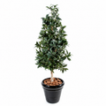 Laurier Artificiel Signature 150 cm | Belle Verdure