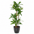 Dracaena Fragrans Artificiel Signature 145 cm | Belle Verdure