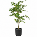 Aralia Artificiel Signature Vert 175 cm | Belle Verdure