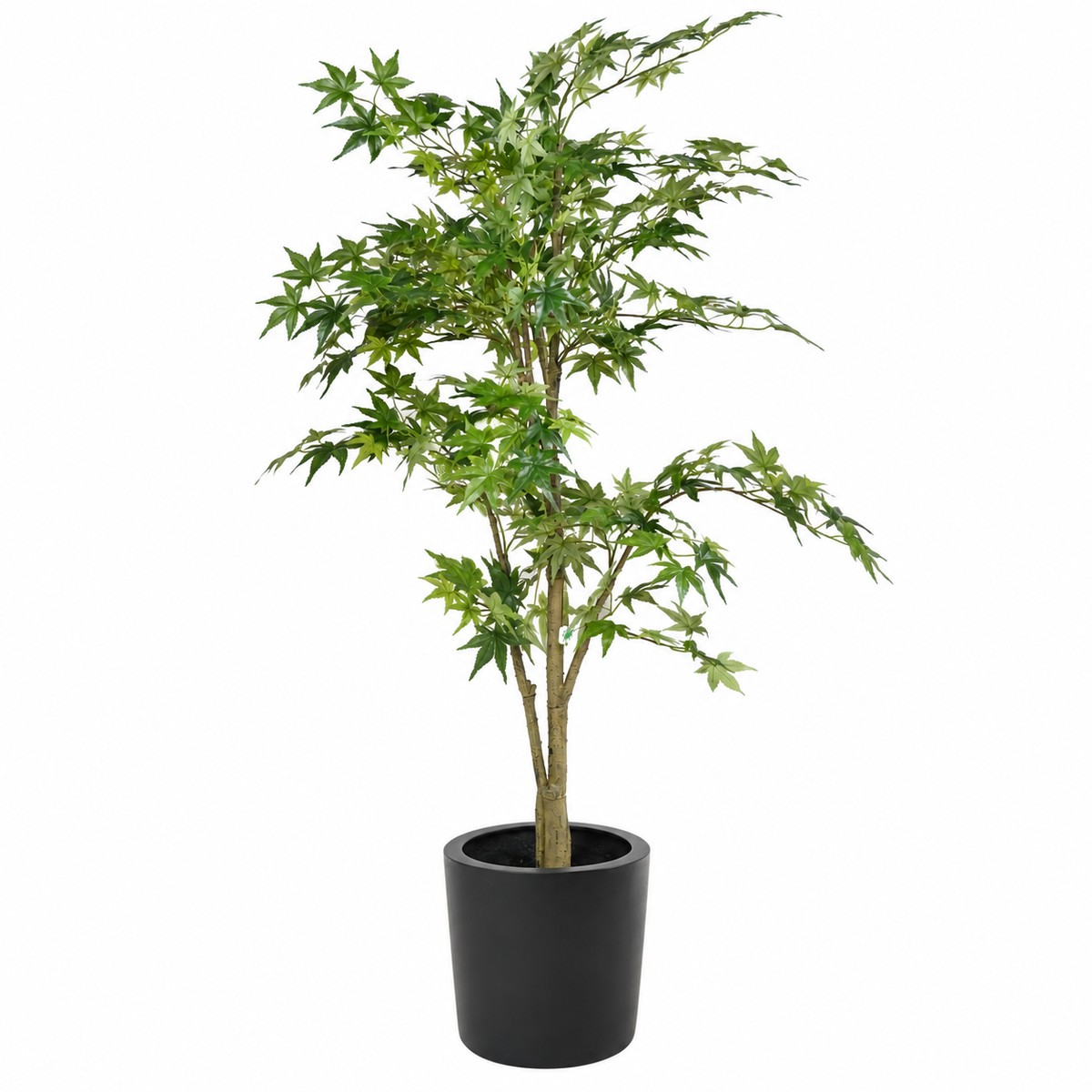 Aralia Artificiel Signature Vert 175 cm | Belle Verdure