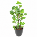 Aralia Fabian Artificiel 90 cm | Belle Verdure