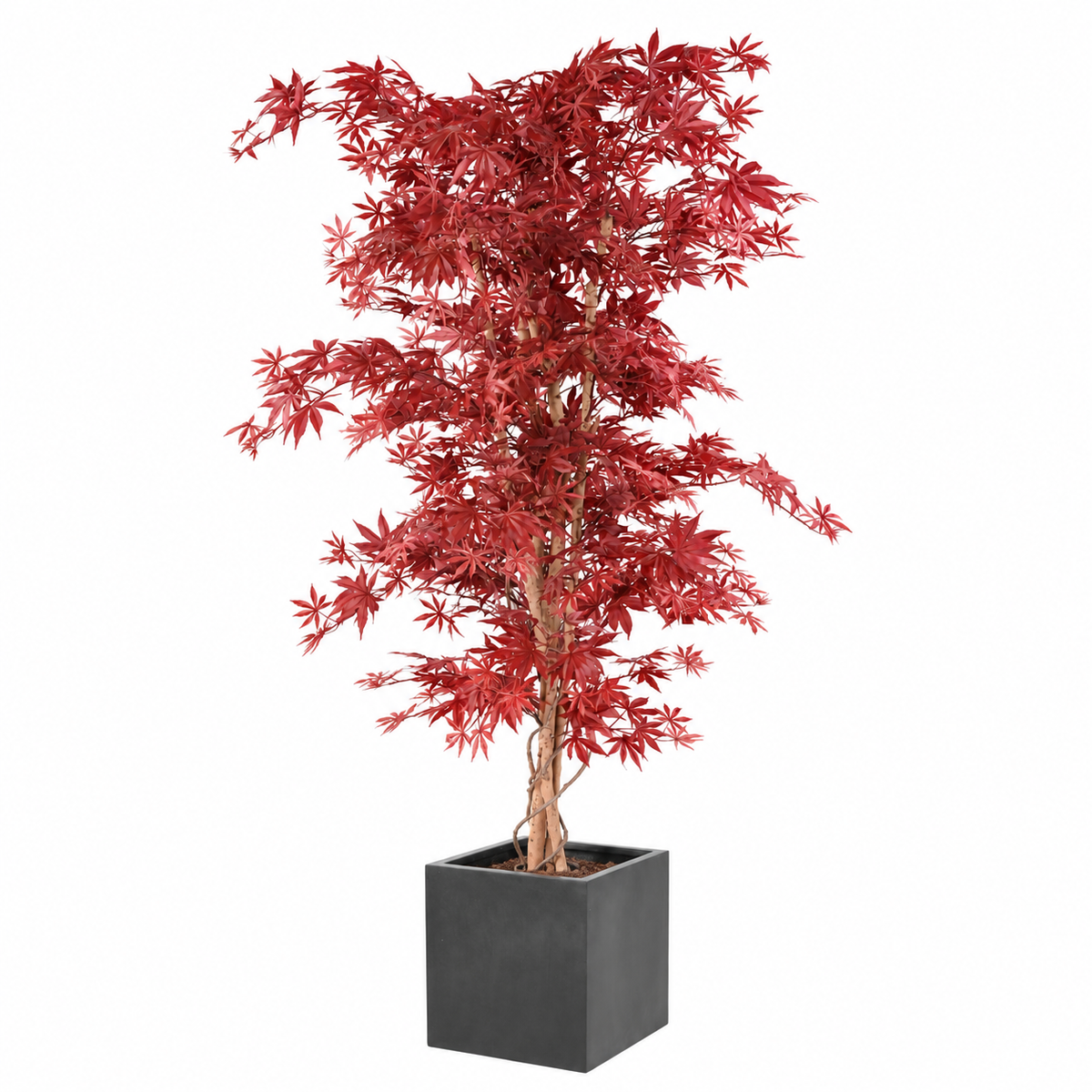 Aralia Artificiel Élégance Rouge 190 cm | Belle Verdure