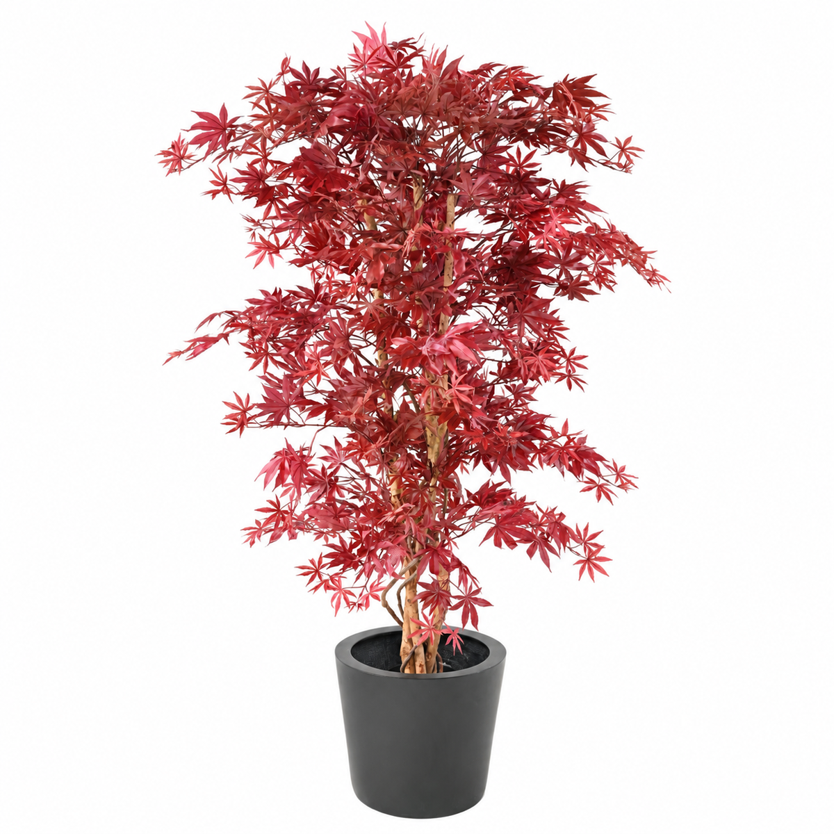 Aralia Artificiel Élégance Rouge 160 cm | Belle Verdure
