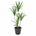 Dracaena Marginata Artificiel 125 cm | Belle Verdure