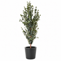 Eucalyptus Artificiel Provence 155 cm | Belle Verdure