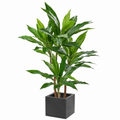 Dracaena Fragrans Artificiel Signature 95 cm | Belle Verdure