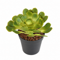 Plante artificielle Aloé Vert 18 cm | Belle Verdure