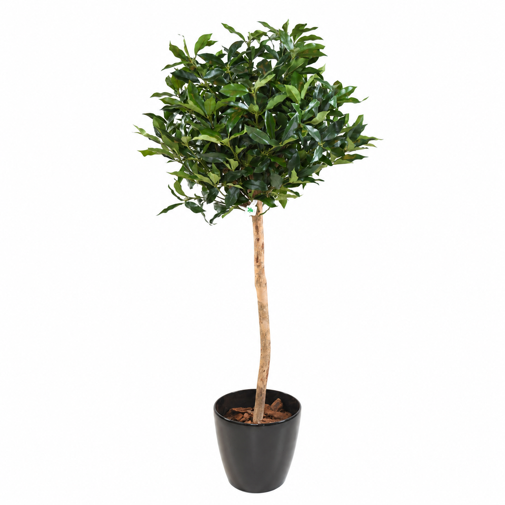 Laurier Artificiel Lusitanica sur Tige 140 cm | Belle Verdure