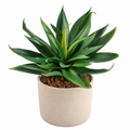 Plante artificielle Agave Vert 20 cm | Belle Verdure