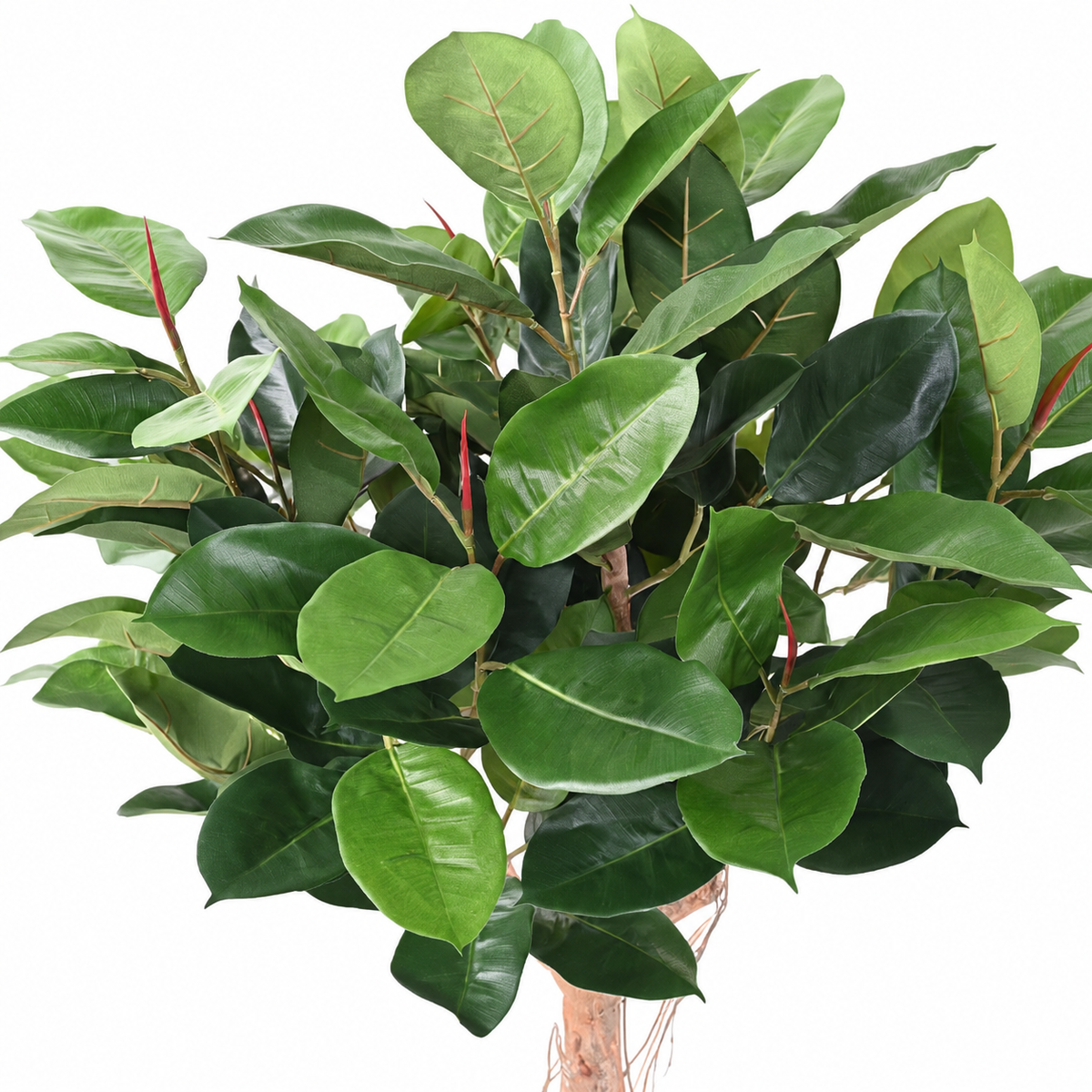 Ficus Artificiel Elastica Tête 160 cm | Belle Verdure