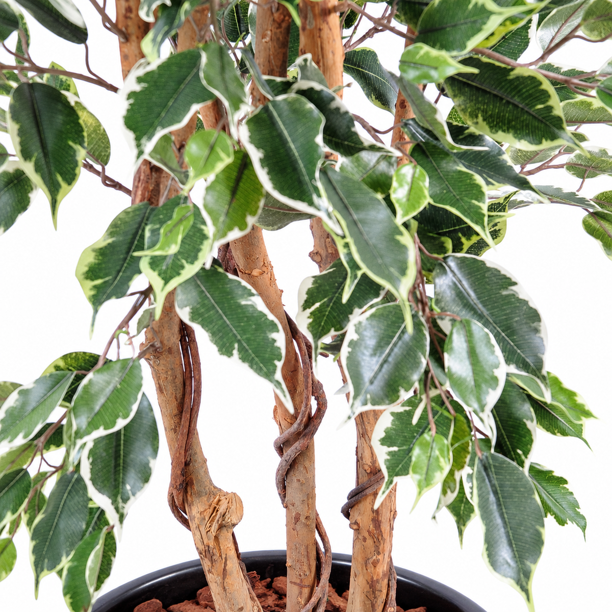 Ficus Artificiel Exotica 180 cm Deluxe | Belle Verdure