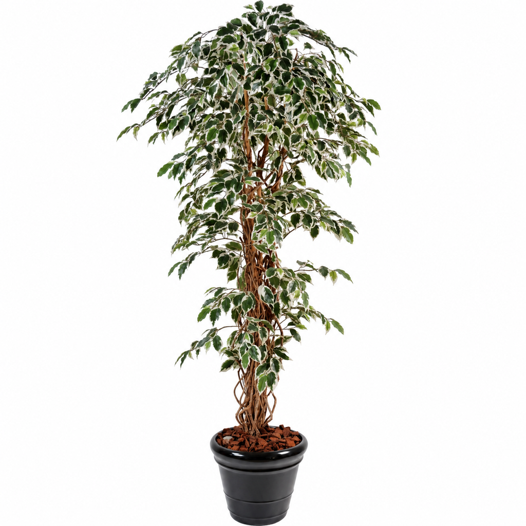 Ficus Artificiel Lianes Vert/Crème 150 cm | Belle Verdure