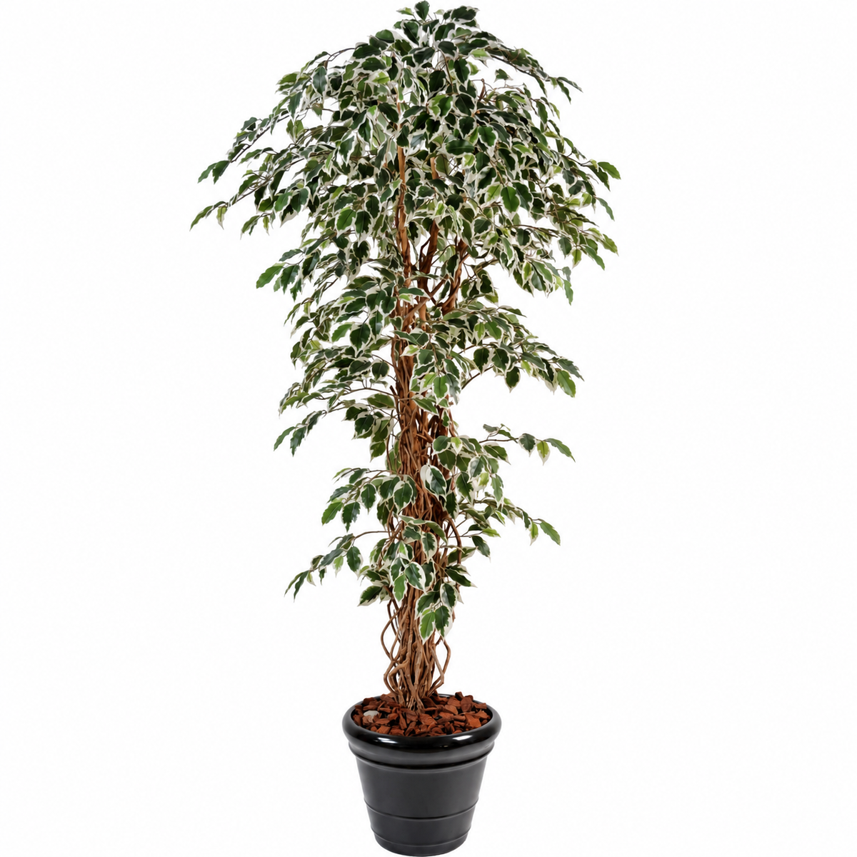 Ficus Artificiel Lianes Vert/Crème 150 cm | Belle Verdure