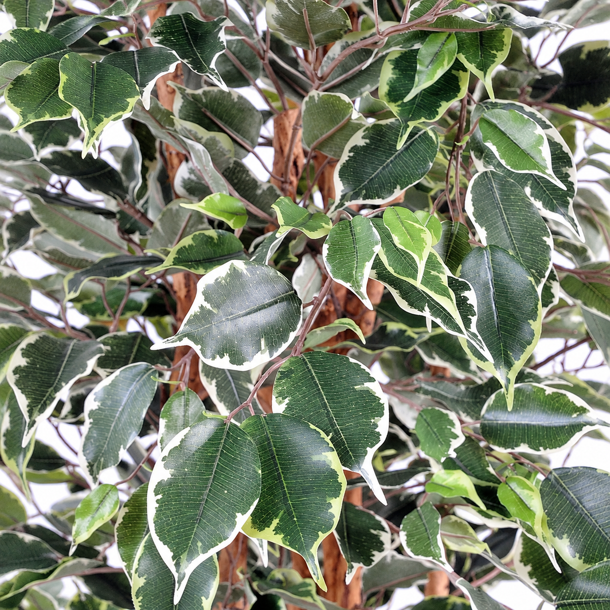 Ficus Artificiel Exotica 180 cm Deluxe | Belle Verdure