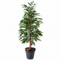 Ficus Artificiel Alii Bush Royal 190 cm | Belle Verdure