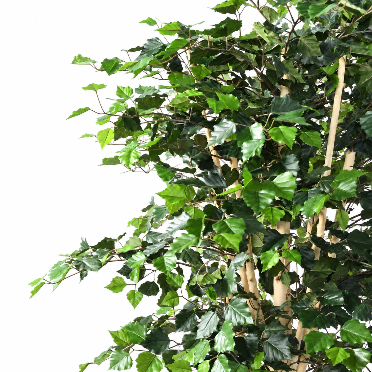 Bouleau Artificiel Signature 210 cm | Belle Verdure