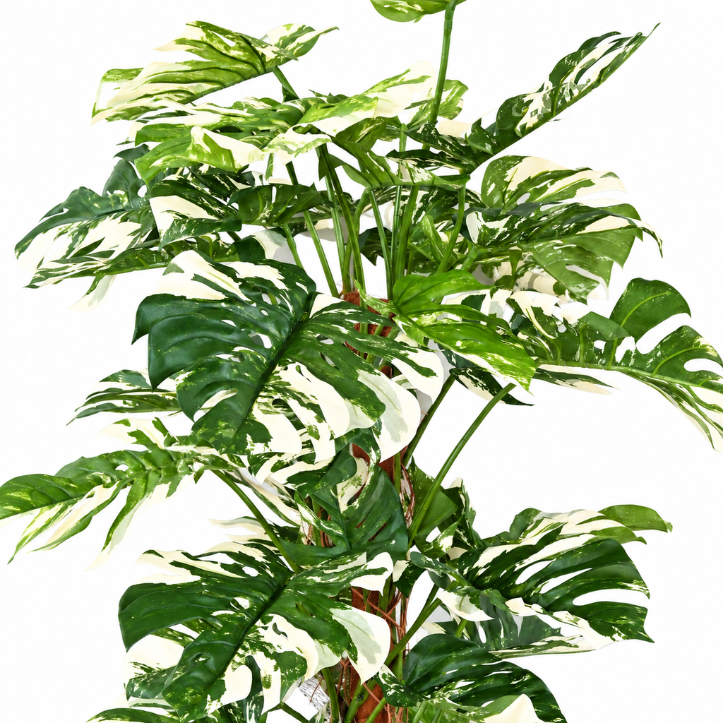 Philodendron Monstera Artificiel Panache 160 cm | Belle Verdure