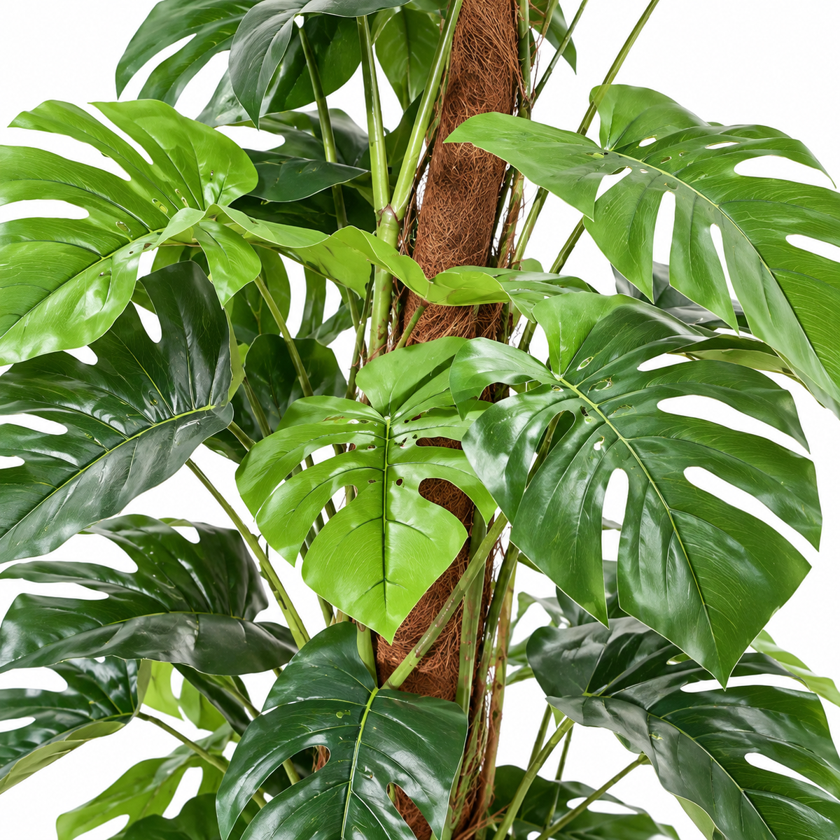 Philodendron Monstera Artificiel 100 cm | Belle Verdure