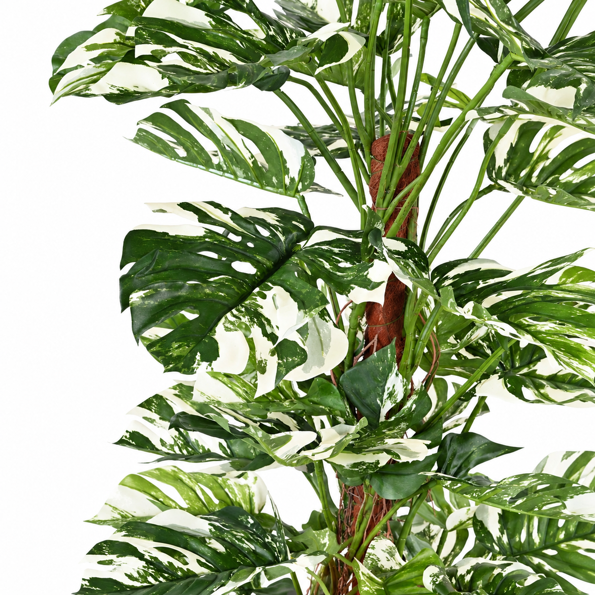 Philodendron Monstera Artificiel Panache 160 cm | Belle Verdure