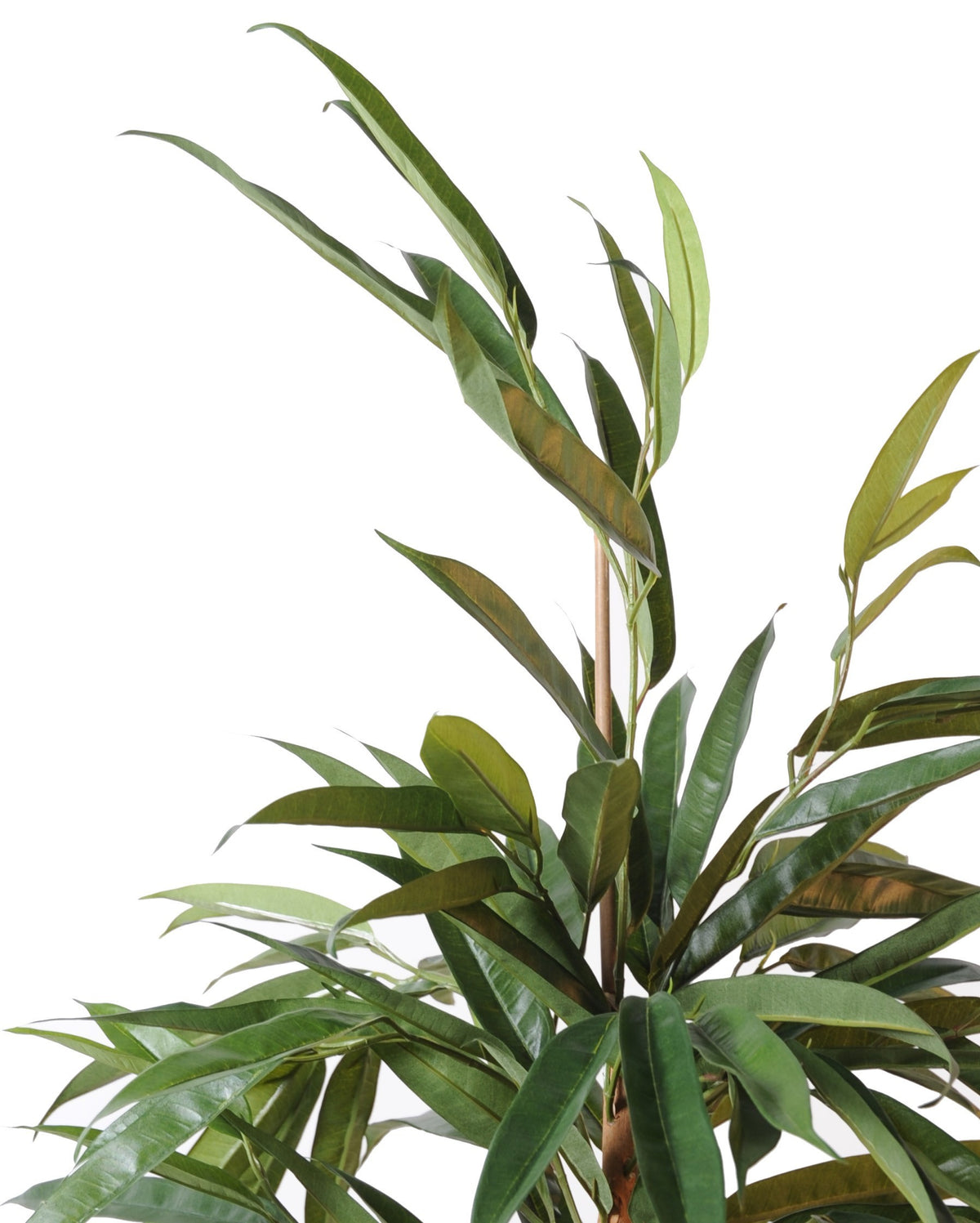 Ficus Artificiel Alii Bush Royal 160 cm | Belle Verdure